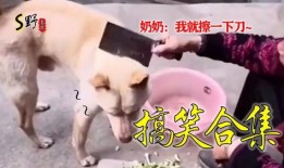 熊孩子爆料视频搞笑段子,笑料百出，揭秘童言无忌的欢乐世界